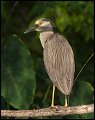 _2SB3870 immature yellow-crowned night-heron